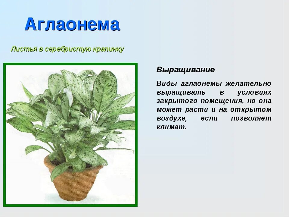 Аглаонема цветок описание. Паспорт растения аглаонема. Паспорт комнатных растений аглаонема. Паспорт растения аглаонема. Паспорт растения аглаонема.