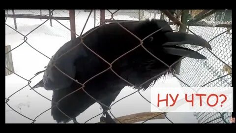 Ворона видео прикол