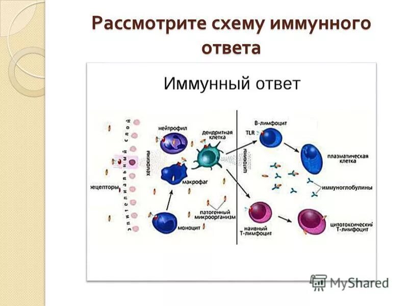 Механизм иммунитета схема