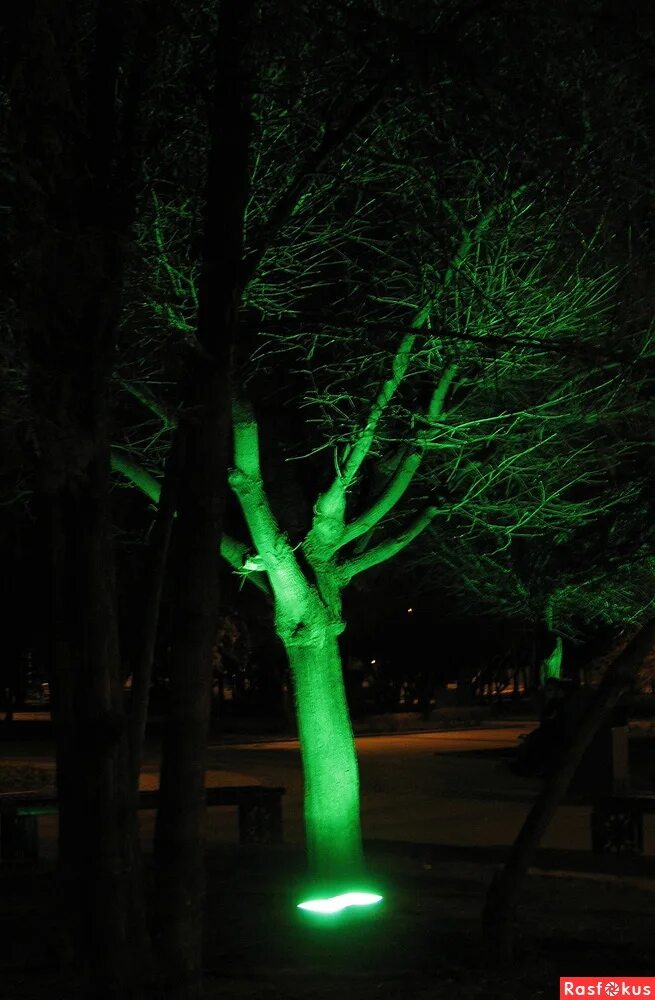 Под зеленым светом 25. Зеленое освещения дерева. Под зелёным светом. Зеленое дерево ночью. Зеленое освещение на человека.