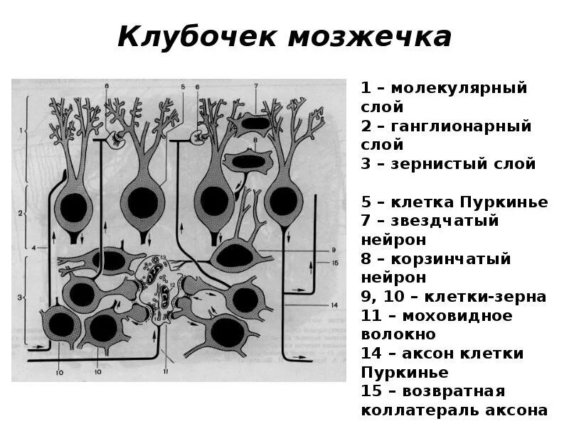 Мозжечок волокна. Нейронные слои коры мозжечка. Клубочки мозжечка гистология. Строение коры мозжечка гистология. Волокна коры мозжечка гистология.