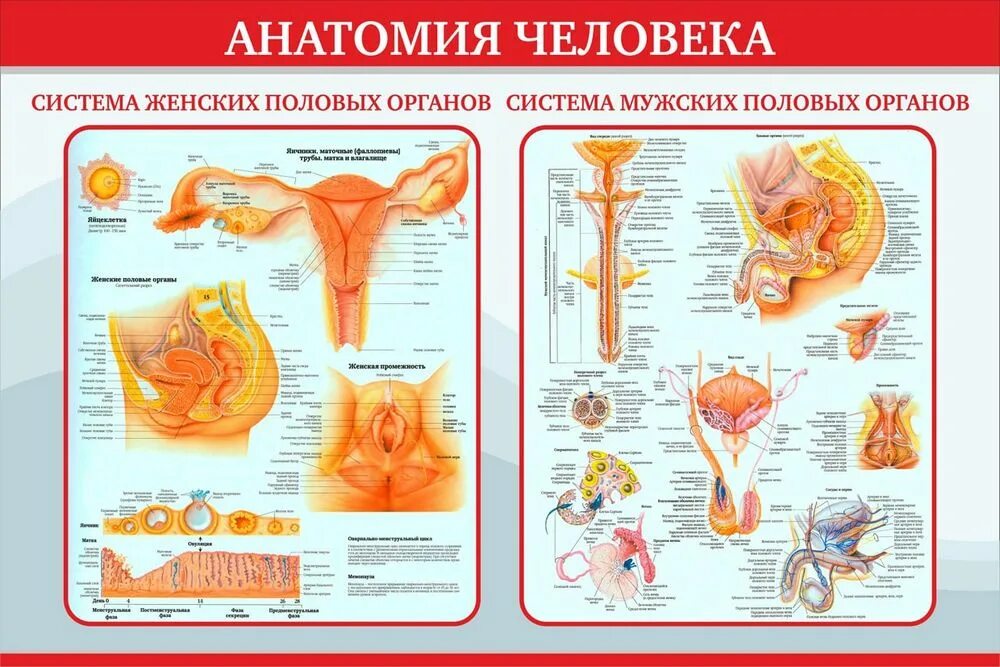 Женская половая система внутренние и наружные половые органы. Строение женских половых органов анатомия. Женская половая/система строение наружных органов. Анатомия женской репродуктивной системы наружные органы. Женская половая система половые органы человека