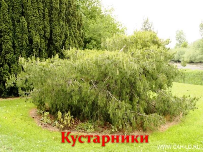 Крым джанкой агрономы. 9 кустов. 9 кустов. Цветы запрещенные выращивать на участке. 9 кустов.