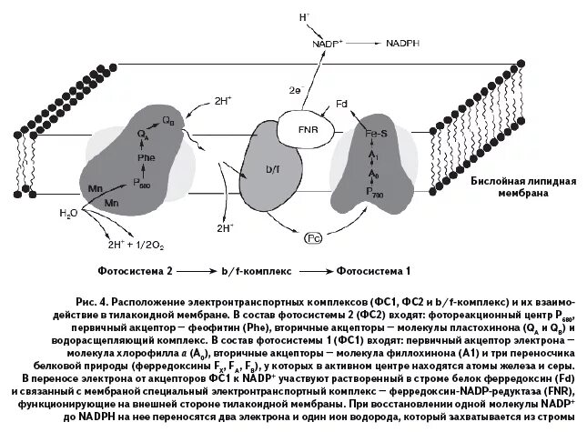 Расположение комплексов фотосистемы на мембранах. Транспорт электронов в фотосистеме 2. Фотосистема 1 акцептор. Цепь электронных переносчиков. Первые белковые