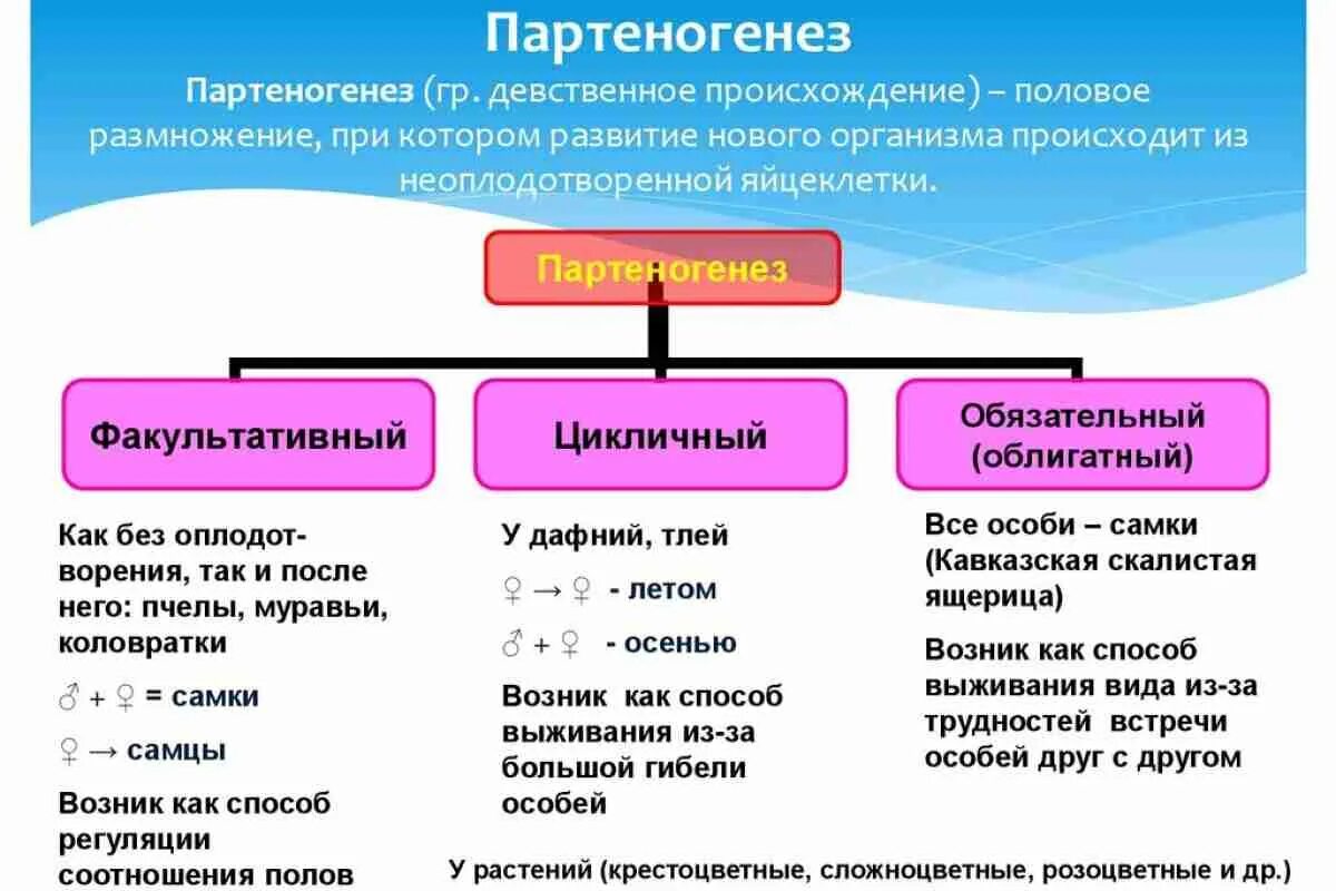 Генотип дочерних организмов. Партеногенез размножение характеристика. Партеногенез вид размножения. Виды партеногенеза. Партеногенез форма размножения.