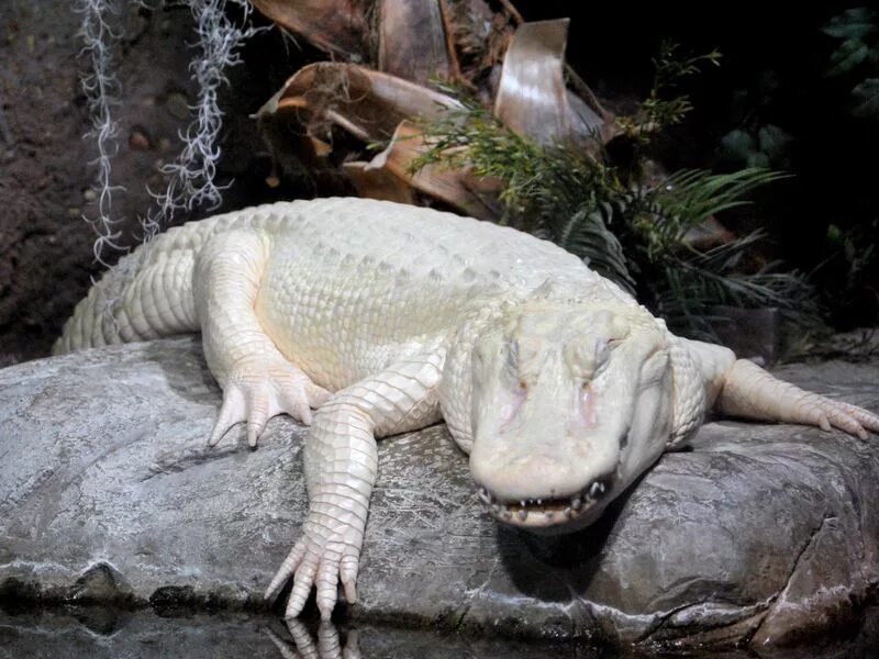 Крокодил альбинос. Альбино Аллигатор. Белый Аллигатор. Животные альбиносы крокодил.
