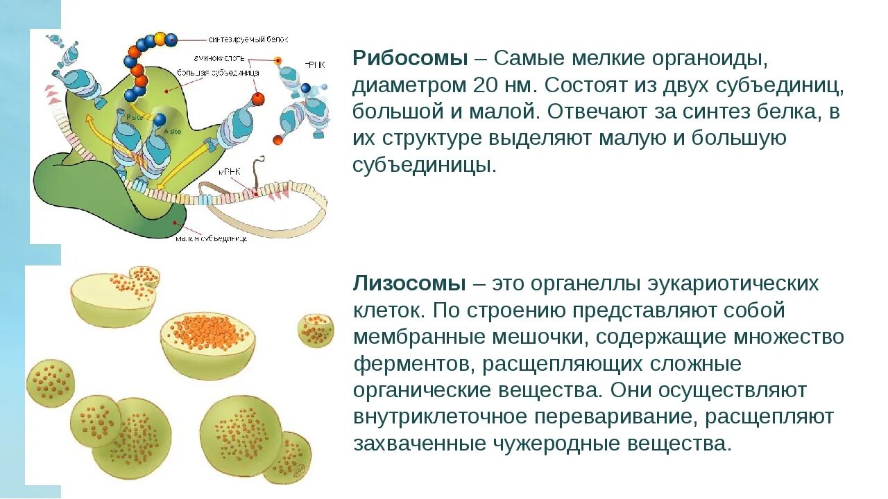 Синтез белков органелла. Органоид отвечающий за Биосинтез белка. Органоиды отвечающие за Синтез белка. Какой органоид отвечает за Синтез белка.