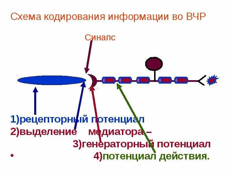 Кодирование сенсорных систем. Кодирование информации в сенсорных системах физиология. кодирование сенсорной информации в нервной системе. виды кодирования информации в сенсорных системах физиология. механизм кодирования информации в цнс.