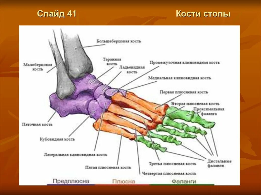 Таранная кость и пяточная кость. Кости нижней конечности плюсна. Стопа состоит из из трех отделов. Плоскостопие таранная кость. Строение стопы плюсна предплюсна.