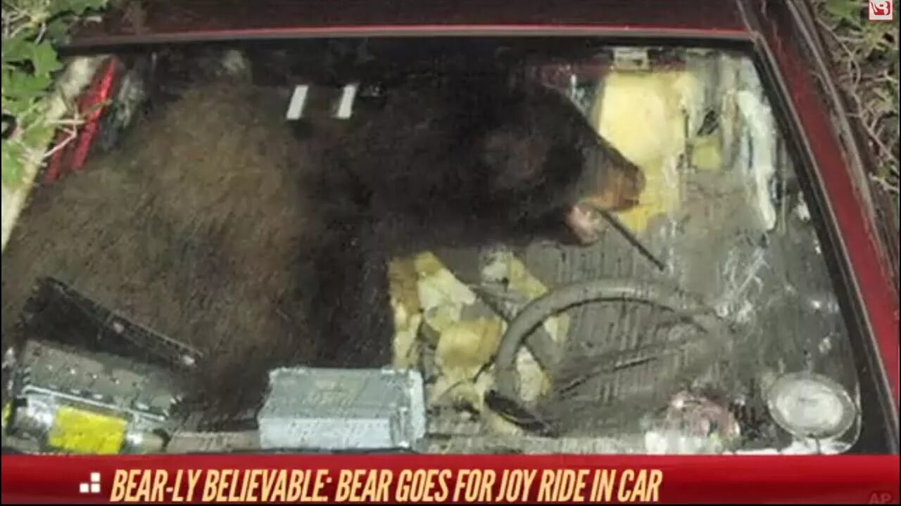 Медведь за рулем машины. Медведь сидит в машине. Медведь на дороге. Автомобиль медведь. Маша и медведь гималайский медведь.