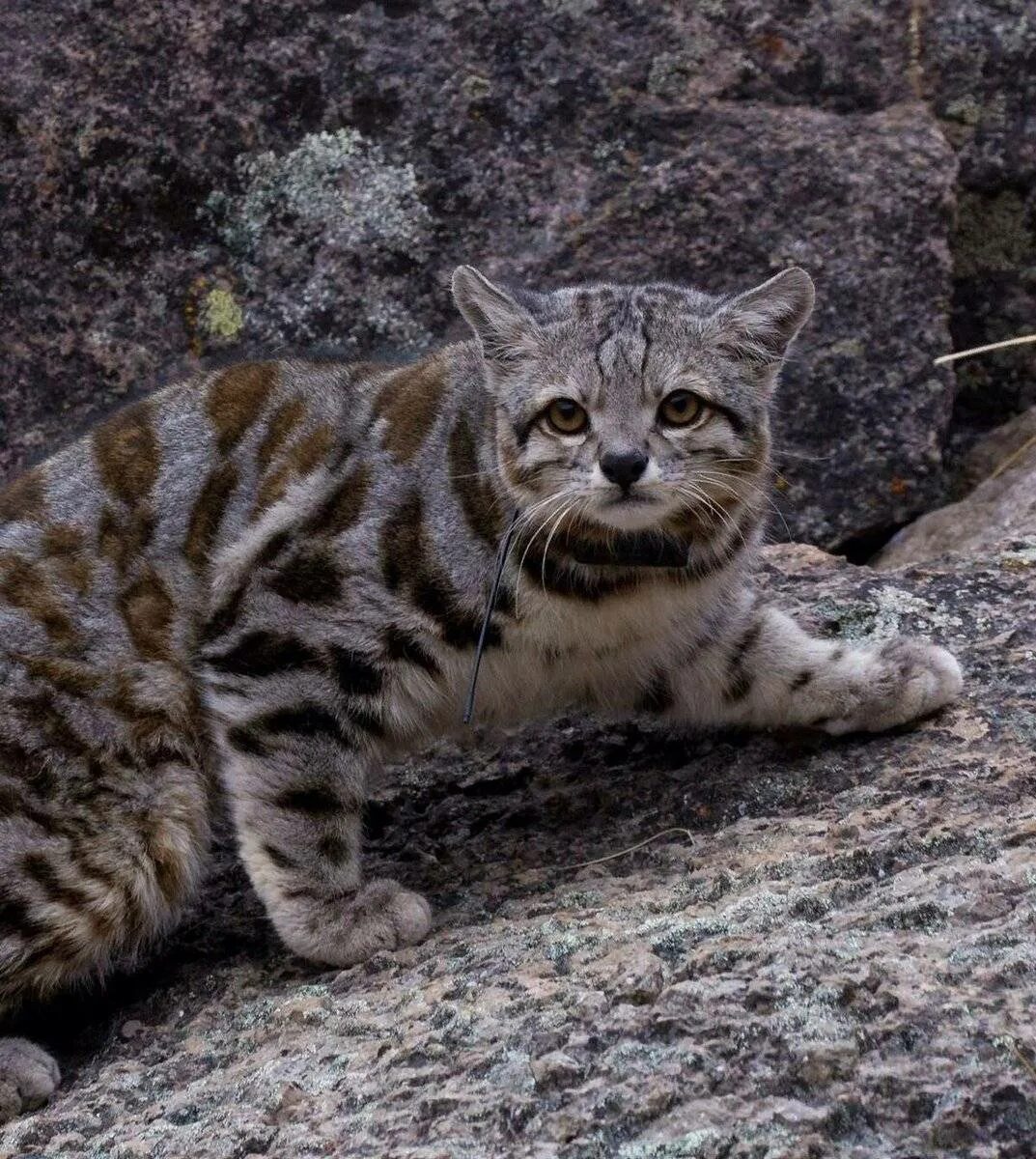 Андская Горная кошка. Китайская кошка (Felis bieti. Андская кошка leopardus Jacobitus. Oreailurus jacobita