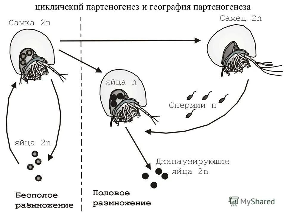 Половое размножение партеногенез. Пример партеногенез партеногенез размножение. Партеногенез у пчел рисунок. Партеногенез схема размножения.