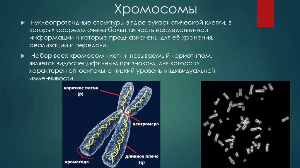 Наследственный аппарат клетки. Хромосомный набор клетки.. Строение хромосомы. Строение хромосомы эукариотической клетки. Строение y хромосомы. Наследственный материал хромосомы