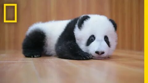 Panda 4 baby