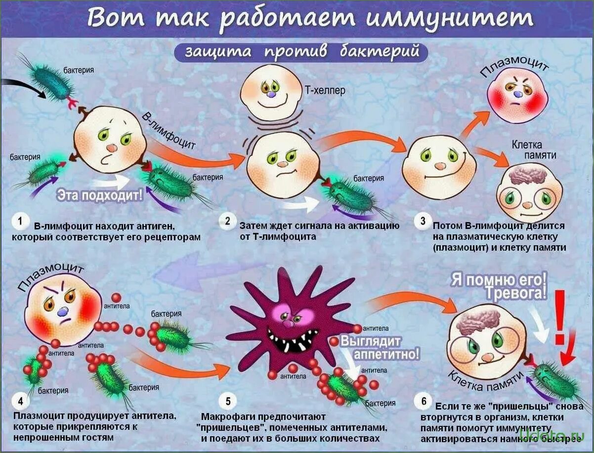 Какими способами можно задержать развитие микробов. Иммунитет. защита организма от микробов. иммунитет против вирусов. иммунитет против вирусов и бактерий.