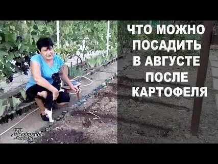 В августе можно посадить
