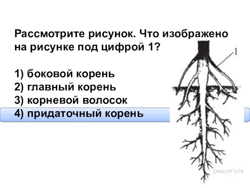 Пояснение корень. Придаточные боковые и главный корень. Главный корень боковой корень придаточный корень. Рассмотрите рисунок. Что изображено на рисунке под цифрой 1?. Боковой корень главный корень корневой волосок придаточный корень.