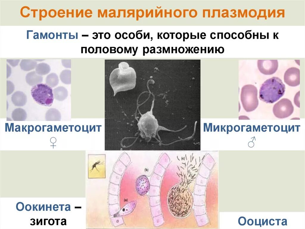 Микрогаметоцит это в паразитологии