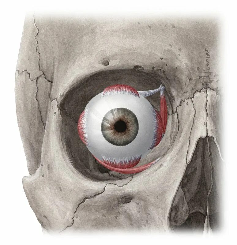 Глазные яблоки расположены в парных углублениях черепа. Глазница черепа анатомия. Орбита глазница анатомия. Строение глазницы черепа.