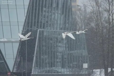 В петербурге летает