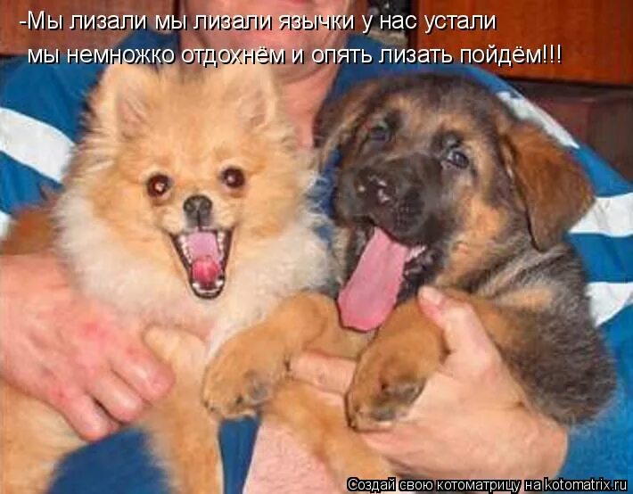 котики облизывают друг друга. ласки язычком. форумы лижу. поцелуй с язычком. форумы лижу.