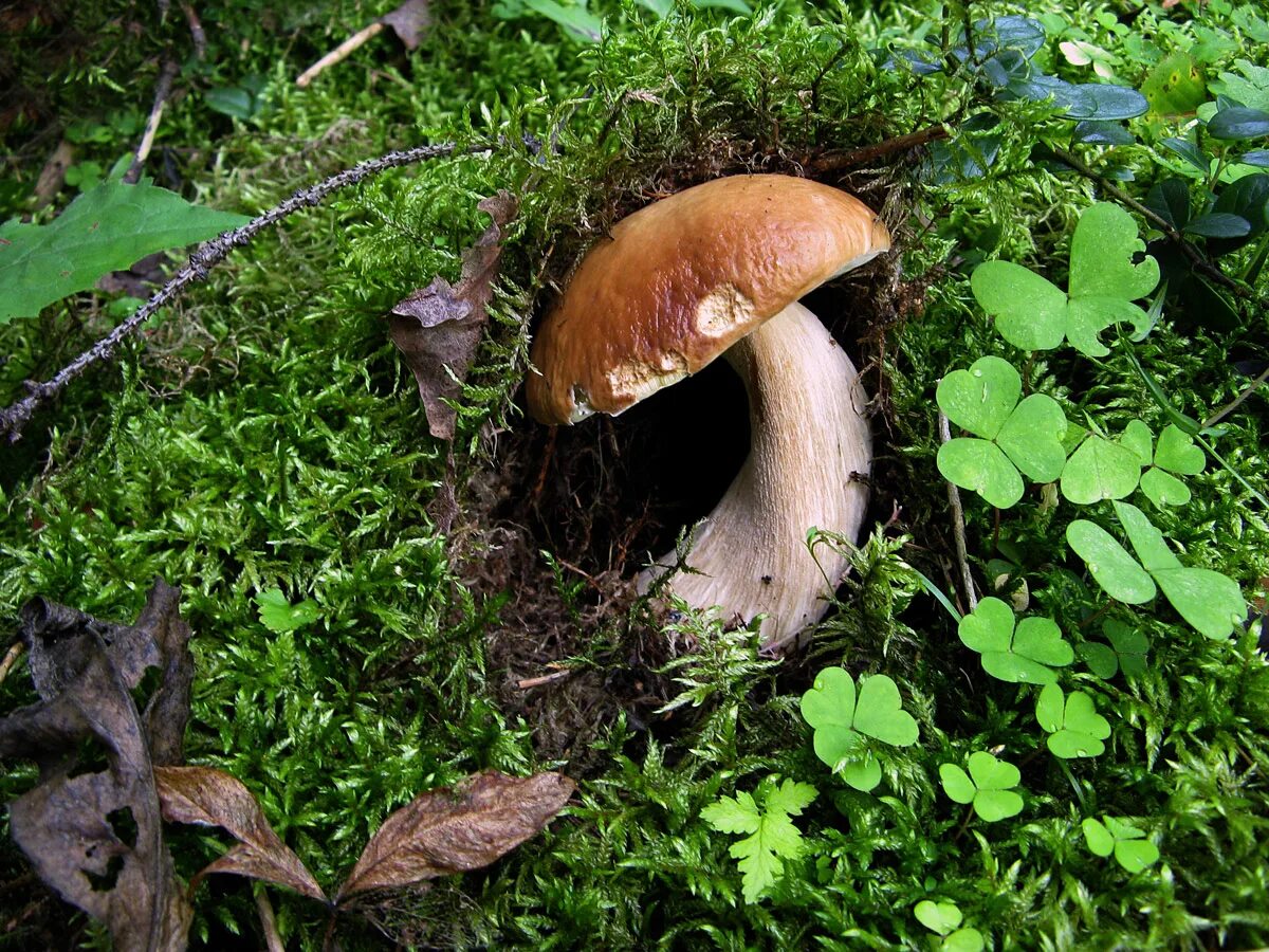 полевой боровик. лубянка гриб. белые грибы крупно. белые грибы крупно. белые грибы крупно.