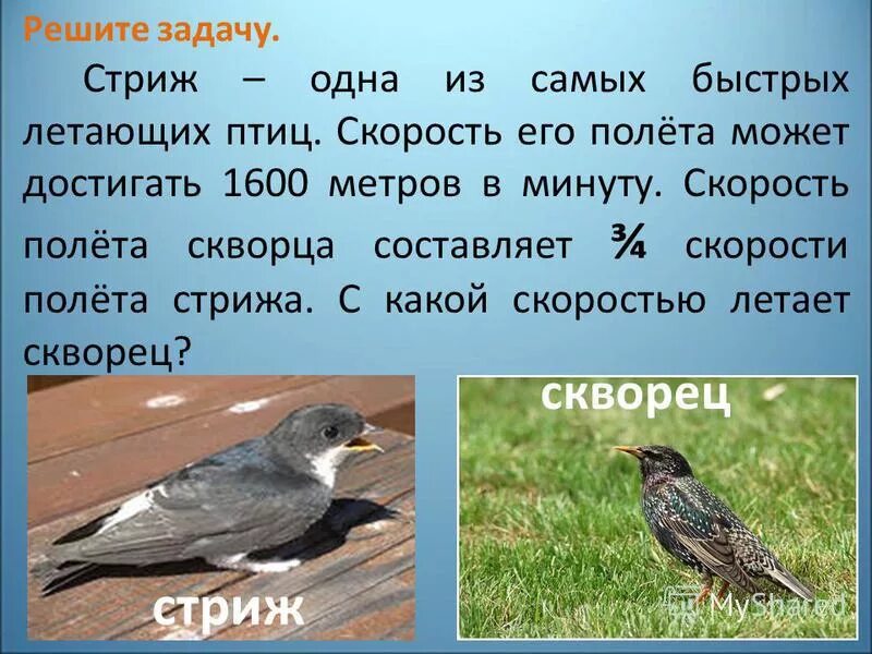 Скорость полета стрижа