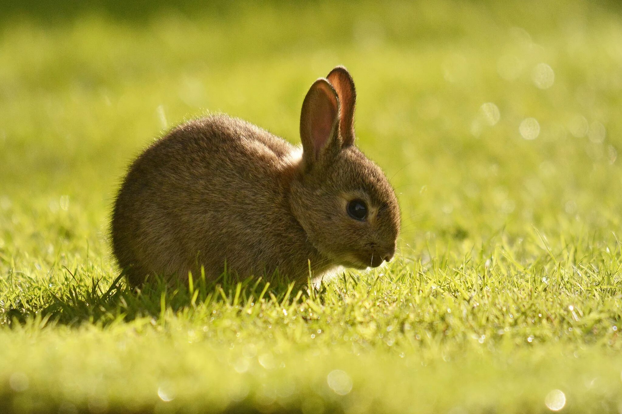 Animals rabbit. Животные. Кролик. Животные кролики. Зайчонок фото животного.