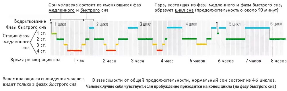сколько по времени происходит. сколько часов длится фаза сна. обучение по времени. календарный метод предохранения от беременности безопасные дни. сколько суток человек может без сна.