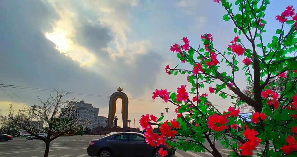 Тюльпаны в душанбе. Азербайджанец с цветами. Парк душанбе розы. Таджикские розы. Цветы город душанбе.
