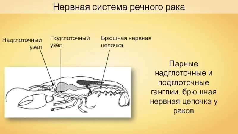 Рак брюшная нервная цепочка