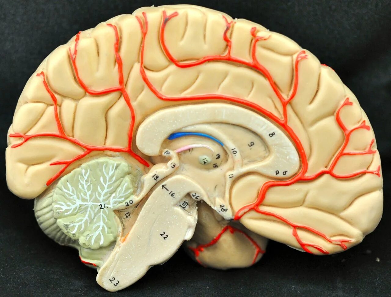 Brain model. Мозг в разрезе. Срез головного мозга. Модель мозга в разрезе..