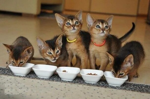 Кормить много кошек. Корм для абиссинских кошек. Питание абиссинских кошек. Много котят едят. Кошка и много котят.