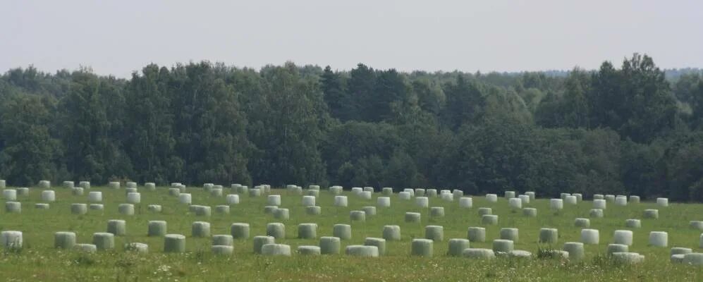 Деревня даниловское. Даниловское калининский район. деревня даниловское тверская область. деревня даниловское тверская область калининский район.