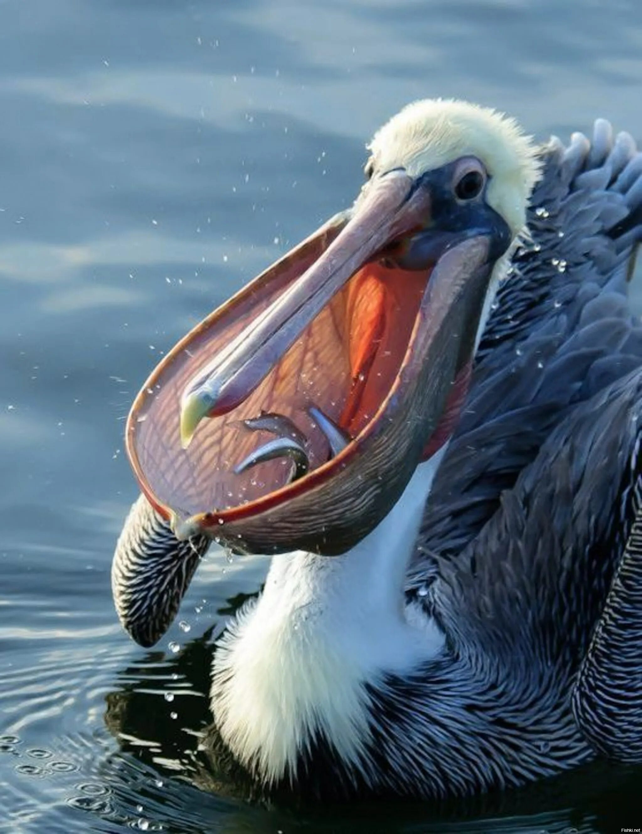 Рыбы птицы высоко. Пеликан мешконос. Пеликан водоплавающая птица. Розовый Пеликан птица. Пеликан мешконос птица фото.