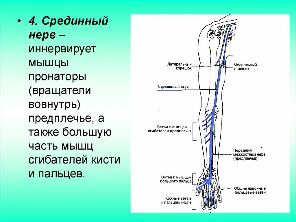 Область иннервации срединного нерва. Срединный нерв иннервирует мышцы. Локтевой лучевой невр иннервация. Срединный нерв топография ветви.