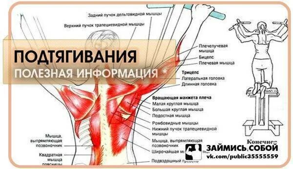 Мышцы при подтягивании. Что болит после подтягиваний. Суставы при подтягивании. Болит плечо после подтягиваний.