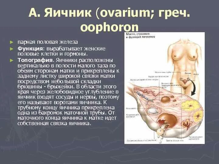 Яичник строение анатомия топография. Топография яичников у женщин анатомия. Яичник функции анатомия. Железы женских органов