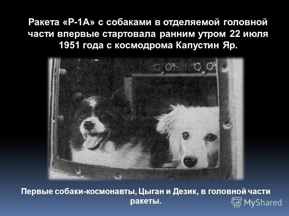 В каком году полетели собаки. Собаки цыган и дезик в космосе. Первые собаки космонавты дезик и цыган. Капустин Яр дезик и цыган. Белка и стрелка дезик и цыган.