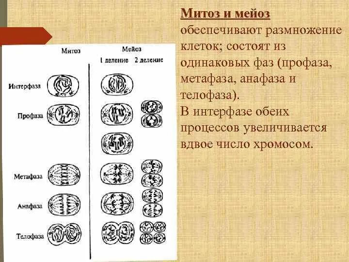 Митоз егэ