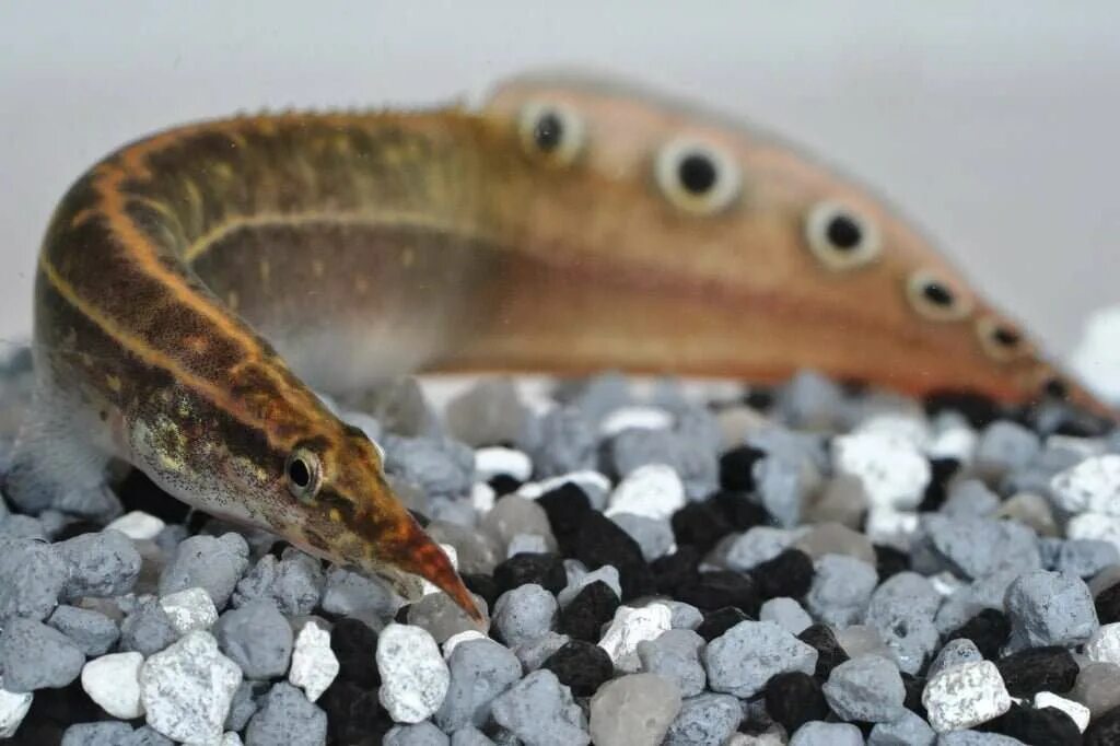 Мастацембел арматус. Рыбка макрогнатус глазчатый. Угорь макрогнатус глазчатый. Угорь макрогнатус глазчатый. Макрогнатус.