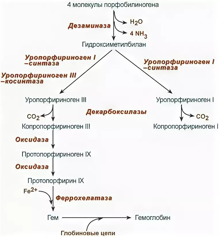 Биосинтез крови. Схему синтеза гема из порфобилиногена. Схема реакций синтеза гема. Общая схема синтеза гема. Синтез гема схема.