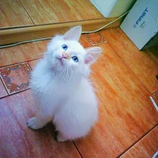 Котенку 1 годик