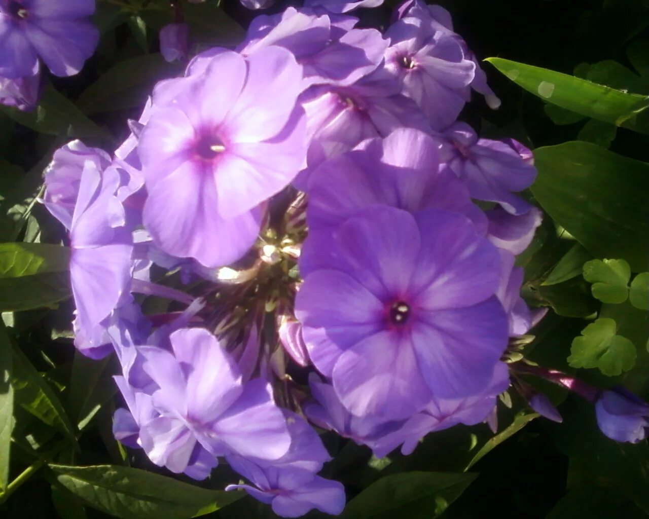 Флокс метельчатый лиловый. Флокс сиреневый. Флокс метельчатый сиреневый куст. Флокс лиловый. Флокс метельчатый фиолетовый.