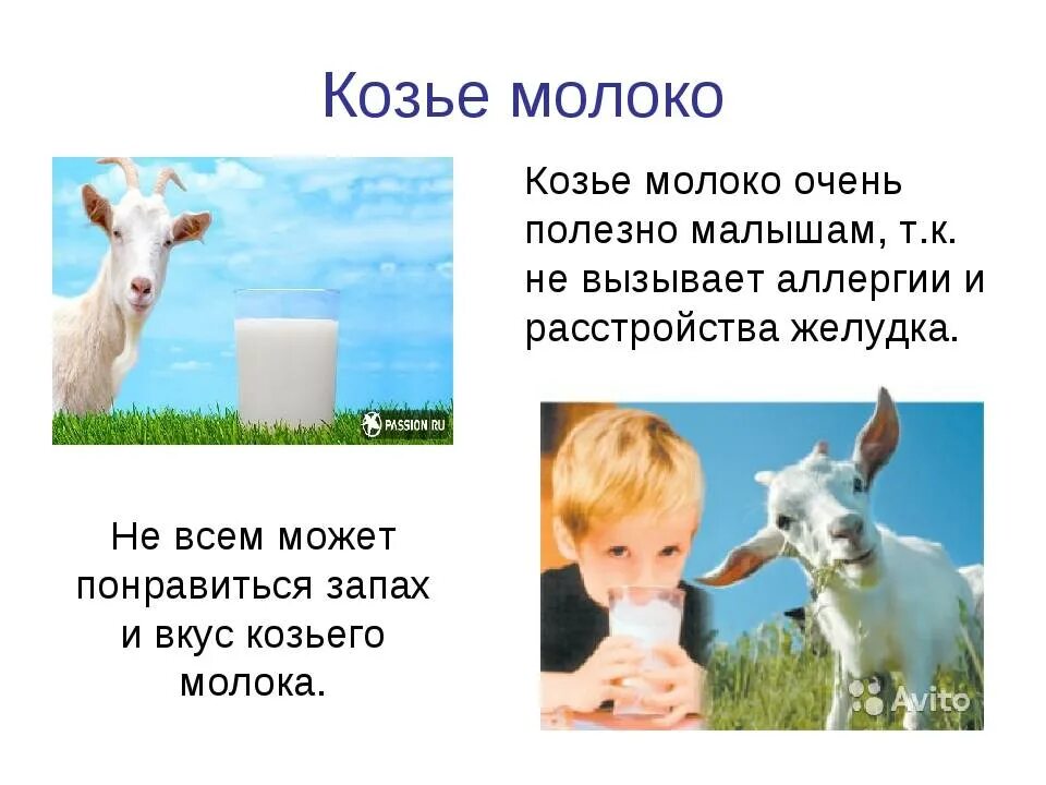 Кормим ребенка козьим молоком. Козье молоко. Козье молоко полезно. Коза молоко. Козье молоко для детей.