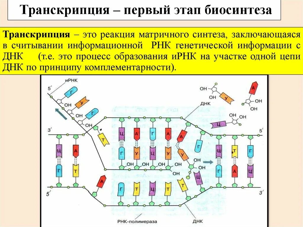 5 этапов синтеза белка. Процесс транскрипции в синтезе белка. Схема процесса транскрипции 10 класс. Реакции матричного синтеза транскрипция. Этапы транскрипции 9 класс.