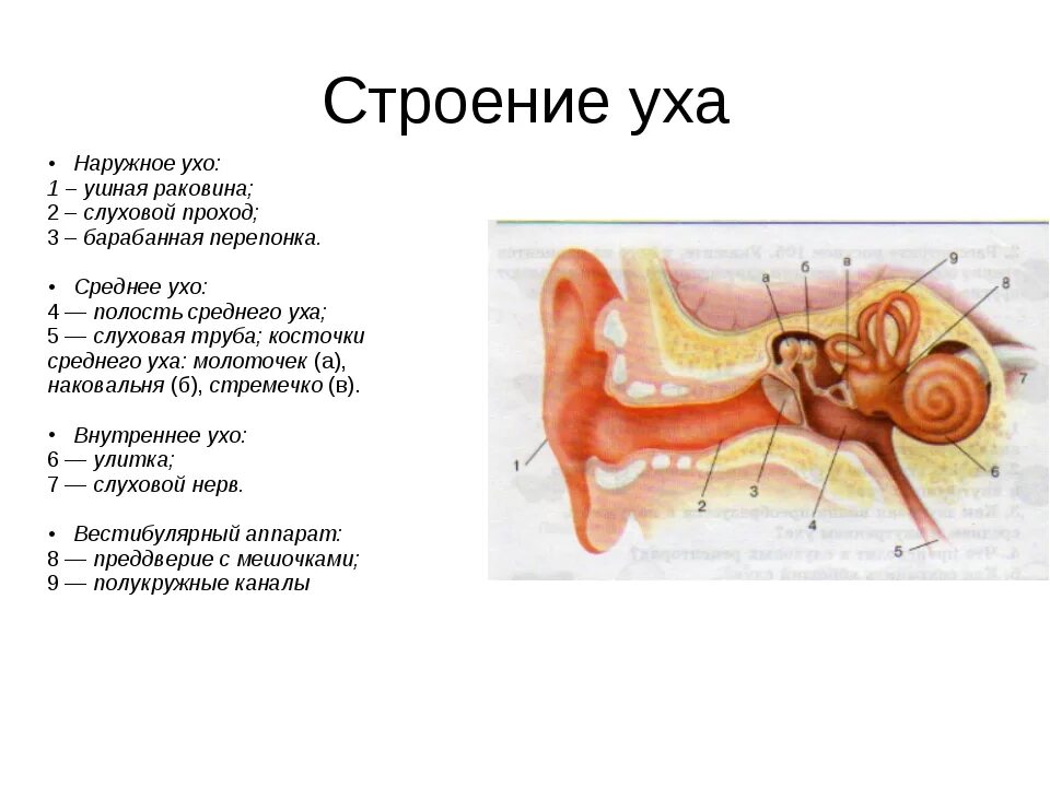 Строение уха биология 8. Строение среднего уха схема. Схема внутреннего уха ушной раковины. Орган слуха и вестибулярный аппарат нарисовать. Строение уха и вестибулярного аппарата 8 класс рисунок.