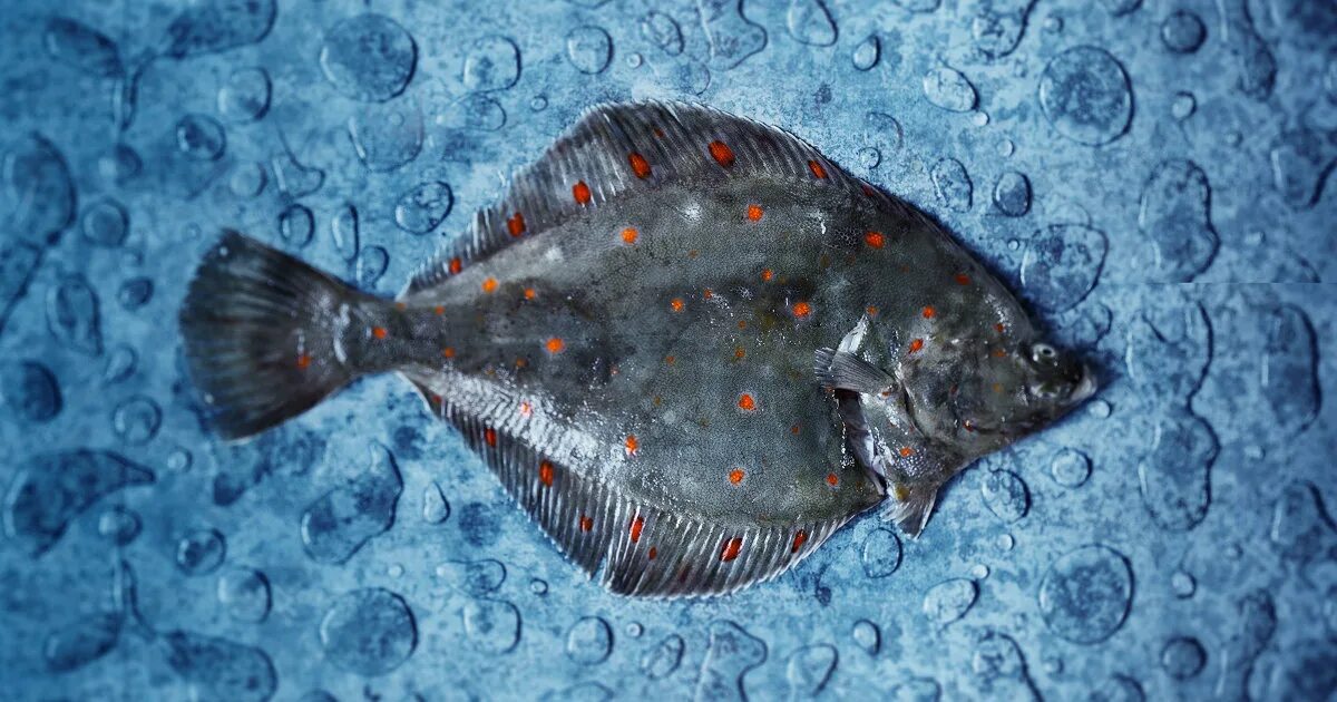 Рыба камбала можно. Морская камбала. морская рыба камбала. камбала лиманда. камбала королевская.