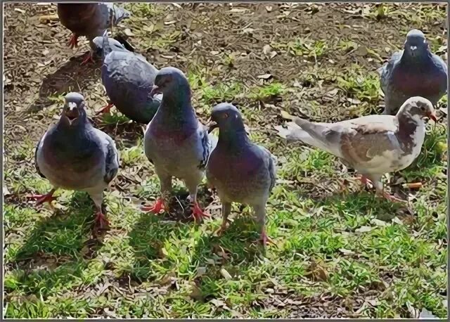 Голубеющая 2. Голубеющая 2. Фон голуби вектор. Голубела. Голубеют.