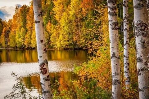 У берез и сосен тихо бродит